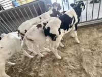 Toro, Simmental cattle — foto 6