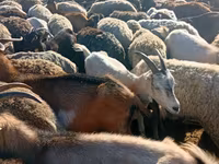 भेड़, भेड़ — फ़ोटो 4