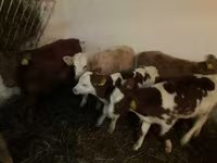 Бұқа, Simmental cattle — 2-сурет