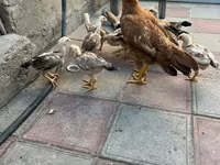 Chickens — 8-сурет