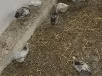 Chickens — الصورة 3