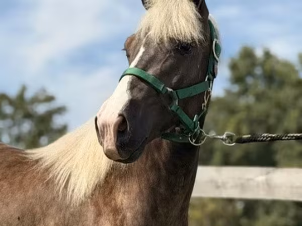 Caballo, Rocky Mountain Horse