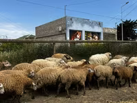 绵羊（批次，未指定性别）, Sheep — 照片 2