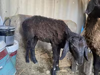 Widder, Kazakh fat-tailed coarsewool sheep — Foto 3