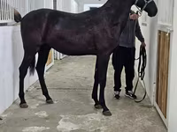 Hengst, Akhal-Teke — Foto 8