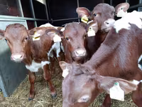 Bulle, Limousin-Kuh — Foto 1