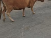 Kuh, Simmental cattle — Foto 7