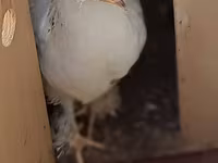Chickens — Foto 2
