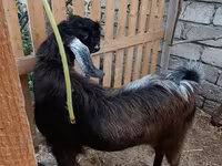 公山羊, Goats — 照片 1