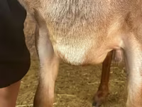 Widder, Arashan sheep — Foto 3