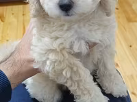 Maltipoo balaları – mini ölçülü, hipoallergen, tüksüz tökülməyə meylli — foto 3