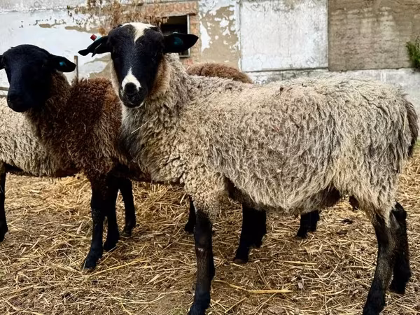 Widder, Romanov sheep