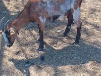 عنزة, Alpine goat — الصورة 6