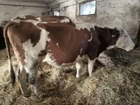 Kuh, Simmental cattle — Foto 3