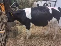 Bull, Russian Black pied cattle — photo 3