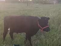 Kuh, Simmental cattle — Foto 4