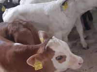 Buqa, Simmental cattle — 2-rasm