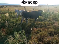 Сиыр, Latvian Blue cattle — 1-сурет