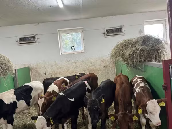 ثور, Russian Black pied cattle