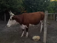 Cow, Cattle — photo 1