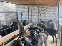 Oveja, Ovejas — foto 3