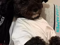 1 yaş 7 aylıq Maltipoo cinsi cütləşdirmək üçün dişi axtarılır hər şeyi — фото 4