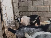 Cabro, LaMancha goats — foto 4