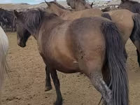 母马, Horses — 照片 3