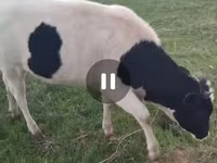 Kuh, Holstein-Rasse — Foto 2