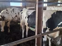 İnək, Russian Black pied cattle — foto 3