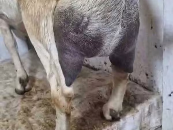 Dişi keçi, Nubian Goat