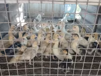 Ducks — photo 1