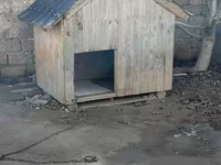Taxta it evi - Material: qalın taxta karkas, üzəri taxta lövhələr - — foto 1