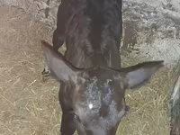 Bovinos (lote, sexo no especificado), Vaca Limousin — foto 2