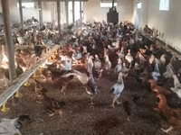 Chickens — Foto 6