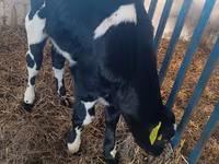 Toro, Ganado vacuno — foto 4