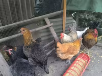 Chickens — 4-сурет