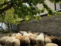 绵羊（批次，未指定性别）, Sheep — 照片 1