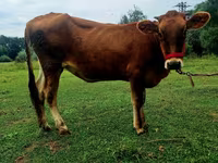 Vaca, Raza Alatau — foto 2