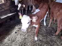 Bovinos (lote, sexo no especificado), Ganado vacuno — foto 2
