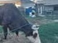 بقرة, Russian Black pied cattle — الصورة 6