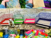Etrafli vp 051 494 09 86 Qefeslerin her biri satişda var qefes bitende — الصورة 4