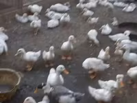 Ducks — Foto 2