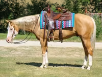 حصان, Palomino — الصورة 3