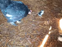 Chickens — Foto 5