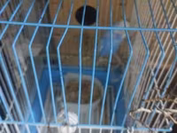 Dalmatin və mavi tonlarda iki cüt dalğıç (hulland) büdcə papuqayı — Foto 2