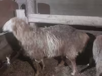 Widder, Hissar sheep — Foto 4