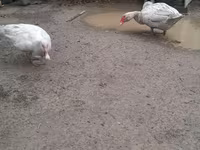 Ducks — फ़ोटो 5