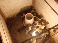 Ducks — Foto 3
