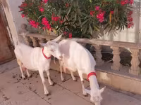 Dişi keçi, Saanen goat — foto 3